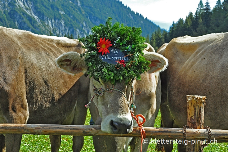 Alpabzug Flimserstein - geschmückte Kühe bei Bargis