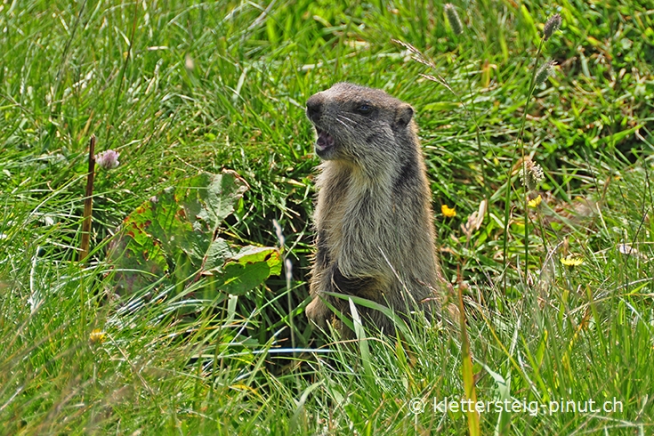 Murmeltier zwischen der Alp Flimserstein und der Alp Gronda
