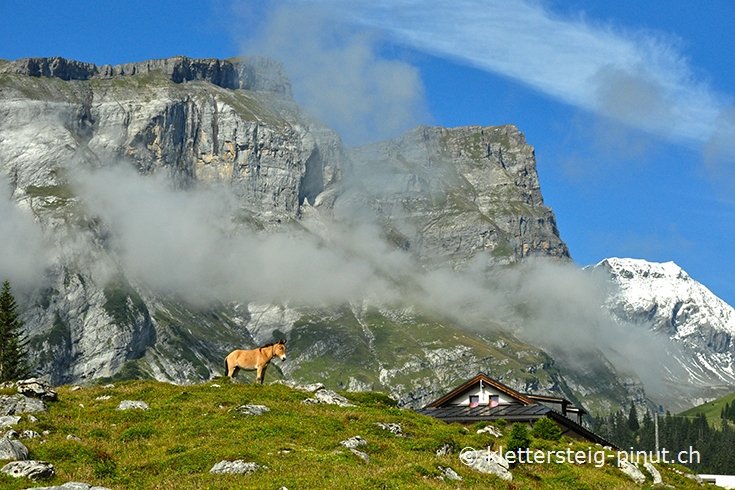 Esel beim Berghaus Bargis